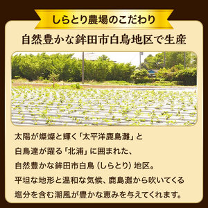 干し芋（スティックタイプ）訳あり品　600g（100g×6パック）