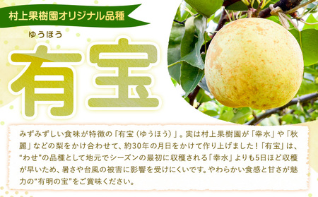 梨 なし 限定品種 荒尾梨 有宝 約1.8～2kg 果物 村上果樹園《8月上旬-8月中旬頃出荷》 熊本県 荒尾市 荒尾梨 早生 わせ なし ゆうほう