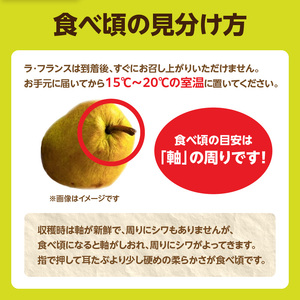 《先行受付》ラフランス 約2kg（4～8玉） 【2026年11月上旬頃～発送予定】【山形洋梨】 001-103