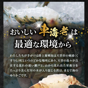 S010-004_活き車海老「やまと車海老」300g〈先行予約〉 / 【着日指定】 高評価 活き車海老 やまと車海老 300ｇ 車海老 海老 海鮮 魚介類 新鮮 鮮度抜群 プリプリ 食感 甘味 魅力 自然に近い 養殖 目指す 踊り食い 塩焼き 天ぷら エビフライ エスニック料理 常温 お取り寄せ 熊本県 送料無料