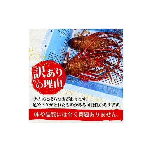 【 伊勢海老 】 伊勢海老1.5kg