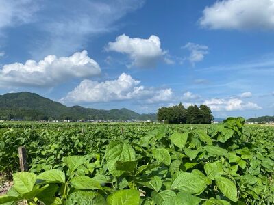 【丹波篠山名物！】丹波篠山　黒豆きなこ10袋川北黒大豆  黒豆 和菓子 タンパク質 きな粉餅 お菓子 スイーツ デザート 洋菓子 [BT29]