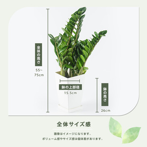 2026年4月上旬～発送【観葉植物】ザミオクルカス・ザミフォーリア 55cm～75cm(JAいぶすき/IB165-015) 観葉植物 植物 グリーン 鉢 おしゃれ 大型 インテリア 室内 開店祝い 新築祝い 引越し祝い オフィス ギフト マイナスイオン  観葉植物 ※北海道・沖縄・離島配送不可
