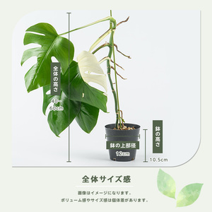 2026年4月上旬～発送【観葉植物】モンステラ・アルボ 40cm～60cm(JAいぶすき/IB165-017) 観葉植物 植物 グリーン 鉢 おしゃれ 大型 インテリア 室内 開店祝い 新築祝い 引越し祝い オフィス ギフト マイナスイオン モンステラ 斑入り  観葉植物 ※北海道・沖縄・離島配送不可