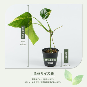2026年4月上旬～発送【観葉植物】モンステラ・オーレア 40cm～60cm(JAいぶすき/IB165-018) 観葉植物 植物 グリーン 鉢 おしゃれ 大型 インテリア 室内 開店祝い 新築祝い 引越し祝い オフィス ギフト マイナスイオン モンステラ 斑入り  観葉植物 ※北海道・沖縄・離島配送不可