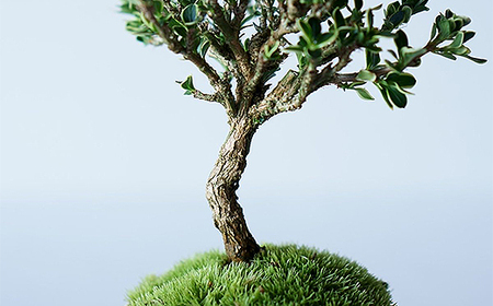 【鉢皿色・藍色】 白鳥花 ハクチョウゲ 盆栽 植物 石木花 sw-bohkx380 ※沖縄・離島への配送不可