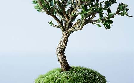 【鉢皿色・若草】 白鳥花 ハクチョウゲ 盆栽 植物 石木花 sw-bohkx380 ※沖縄・離島への配送不可