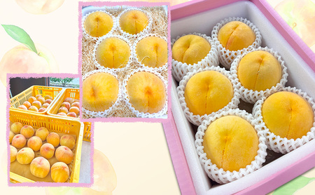 桃 【 訳あり 2級品 】 2026年 先行予約  黄金桃 約1.5kg(5～7玉入り) MIKI’S ORCHARD もも モモ 果物 フルーツ 岡山 赤磐市