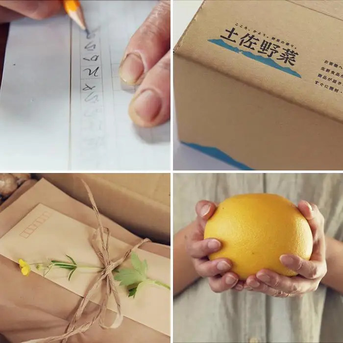旬の土佐野菜セット 無農薬生姜100g付き 野菜