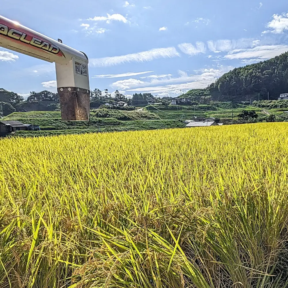 なつほのか（精米） 5kg 【先行予約／数量限定】