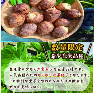 【先行予約】 さといも 1.2kg｜ 里芋 里いも さといも tsuguchan007_01