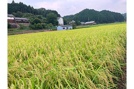 令和7年度 ゆうだい21 白米 5㎏ (tge003)