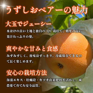 梨 なし 4.5kg以上 10〜13玉 3L〜5Lサイズ 2026年 8月順次発送 梨
