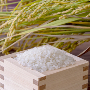  【3回定期便】 特別栽培米 15kg 精米 丹の国穂まれ 特別栽培米 白米