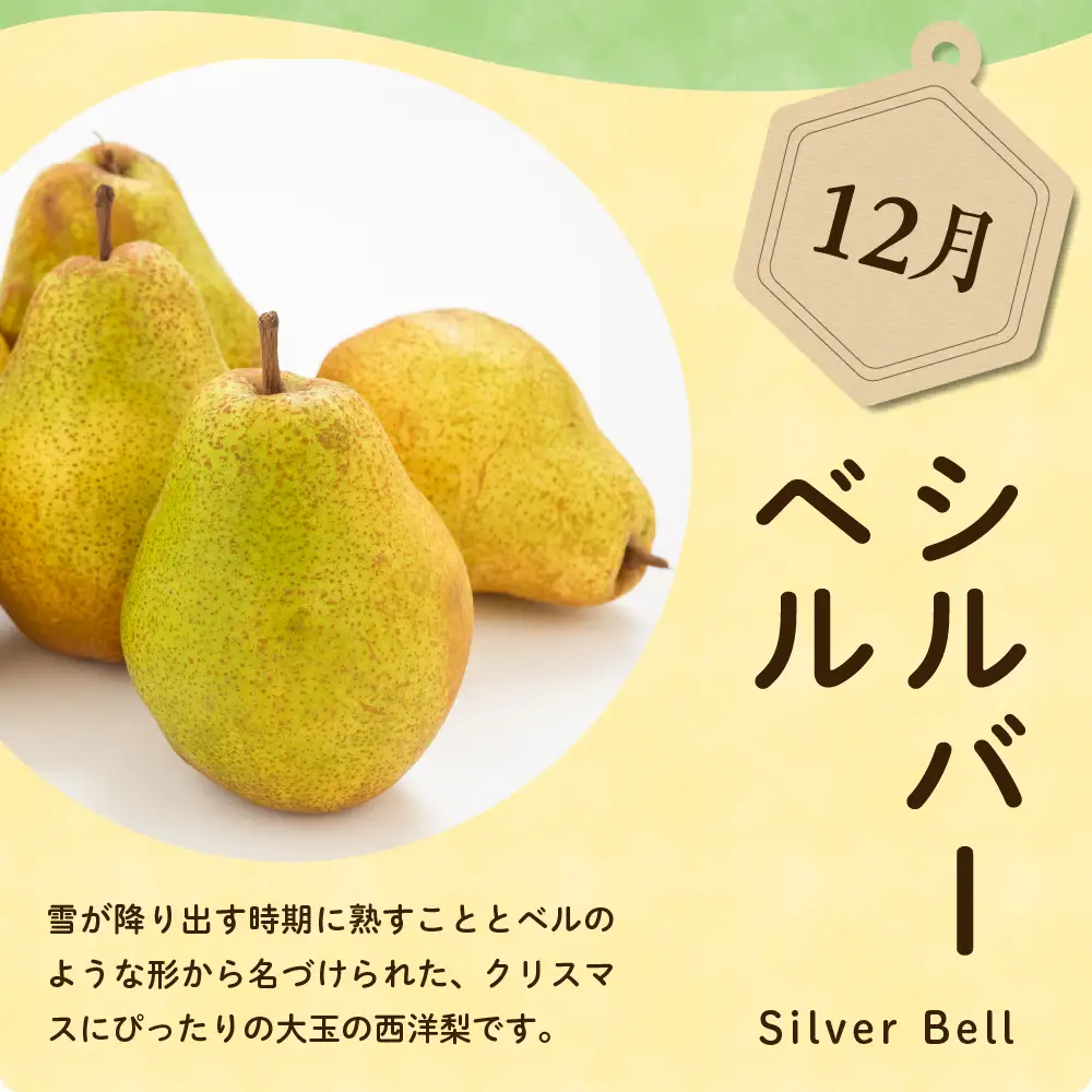 【先行予約】 令和8年産 シルバーベル 約2kg 山形 西洋梨