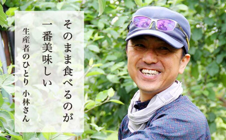 長野県りんごの味比べ 約5kg 12～18玉 シナノスイート シナノゴールド ［小布施屋］ りんご 林檎 リンゴ  果物 フルーツ 令和8年産【2026年10月下旬～11月発送】 ［A-501］