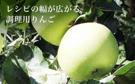【訳あり】 クッキングアップル ブラムリー 約5kg 12～18玉 ［小布施屋］ 傷 キズ 不揃い 規格外 家庭用 令和8年産  【2026年8月下旬～10月発送】  ［A-47］