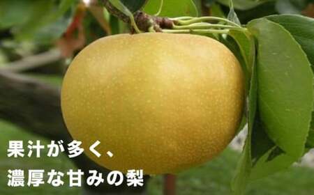【訳あり】南水 約3kg 6～10玉  [おぶせファーマーズ]  梨 なし フルーツ 果物 ワケアリ 傷 キズ 不揃い 規格外 家庭用 クール便 冷蔵便 長野県産 信州 先行予約 数量限定 【2026年9月下旬～10月下旬発送】［F-32］