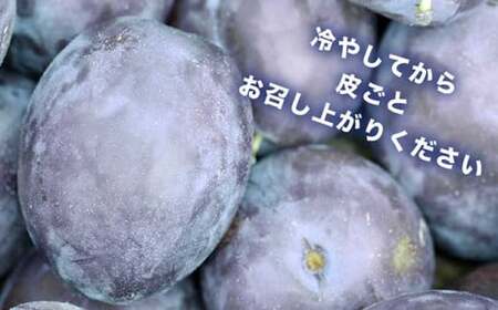 プルーン 約2kg ［おぶせファーマーズ］果物 フルーツ 生プルーン 産地 直送  クール便 冷蔵便 長野県産 信州産 令和8年産 【2026年7月下旬～9月中旬発送】  ［F-21］