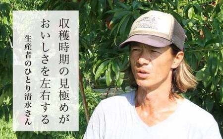 先行受付 川中島白桃 約3kg 7～12玉 ［おぶせファーマーズ］桃 もも モモ フルーツ 令和8年産【2026年8月中旬～下旬発送】[F-19]
