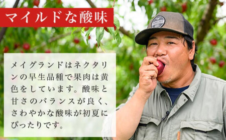 メイグランド 約2.6kg ［おぶせファーマーズ］【2026年7月中旬～8月上旬発送】果物 フルーツ ネクタリン 長野県産 信州産 令和8年産 ［F-13］
