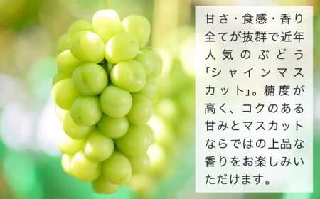 皮ごと食べられる長野県産ぶどう２種詰め合わせ シャインマスカット ＆ ナガノパープル 約1kg 各1房 ［おぶせファーマーズ］ 果物 フルーツ ぶどう 葡萄 冷蔵便 クール便 長野県産 信州産 食べ比べ 令和8年産 【2026年9月中旬～10月上旬発送】  ［F-27］