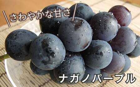 長野県産 旬のぶどう3種セット 種無し巨峰 ナガノパープル 赤系ぶどう 各1房 約1.5kg ［おぶせファーマーズ］ 詰め合わせ 詰合せ 食べ比べ 果物 フルーツ ぶどう 葡萄 クール便 冷蔵便 令和8年産 【2026年9月中旬～10月上旬発送】 ［F-531］