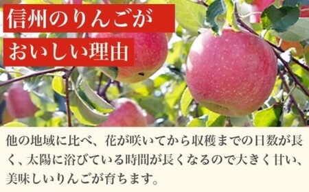 【2027年3月～2027年4月配送】先行受付［訳あり］旬のりんご 約3kg 6～14玉 ［小布施屋］ 令和9年産 傷 規格外 不揃い 訳アリ 家庭用 りんご 林檎 リンゴ 果物 フルーツ 長野県産 信州産 特産 産地直送 産直 数量限定 先行予約 3月発送 4月発送 ［A-304e］