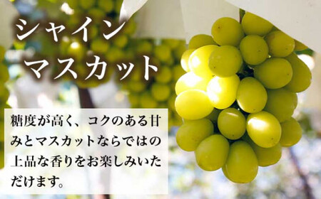 ぶどう 3種詰合せ 旬のぶどうの宝石箱 約1.5kg 3房 ［おぶせファーマーズ］ 果物 フルーツ くだもの ぶどう 葡萄 ブドウ クール便 冷蔵便 令和8年産 【2026年9月中旬～10月下旬発送】 ［F-546］
