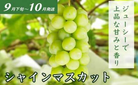 ［3回定期便］ 信州のフルーツ3回コース 小箱 ［小布施屋］ 定期便 先行予約 フルーツ 数量限定 白桃 シャインマスカット ぶどう りんご お楽しみ 3回お届け 長野県産 信州産 令和8年産 【2026年7月～12月発送】[A-309]