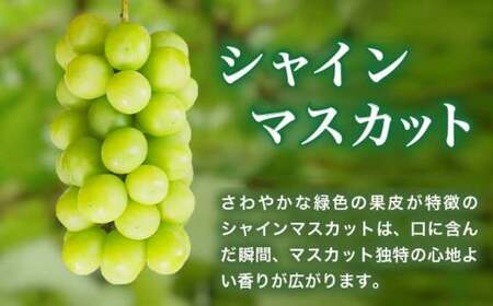 シャインマスカット1房と梨2玉 詰め合わせ ［小布施屋］令和8年産 【2026年9月中旬頃～10月下旬頃まで順次発送】 ［A-306］