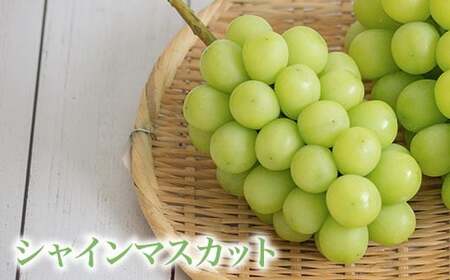 冬のシャインマスカット＆クイーンルージュ_ 約1kg 各1房 ［小布施屋］令和8年産 【2026年11月中旬～12月下旬発送】 ［A-302］