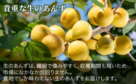 旬の生あんず 中玉 約1.4kg 700gパック×2 [おぶせファーマーズ] 数量限定 期間限定 杏アンズ 果物 フルーツ 長野県産 信州産 令和8年産【2026年6月下旬～発送】［F-51］