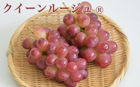 ［3回定期便］ 高級ぶどう食べ比べ定期便 約1kg × 3回 合計約3kg ［小布施屋］ フルーツ 果物 くだもの ぶどう 葡萄 ブドウ クール便 冷蔵 お楽しみ ナガノパープル クイーンルージュ_ シャインマスカット 令和8年産 【2026年9月上旬～11月上旬発送】［J-7］