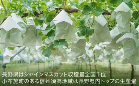 先行予約 シャインマスカット 約1.2kg ［JAながの］ 令和8年産 【2026年9月下旬より発送】［B-301］