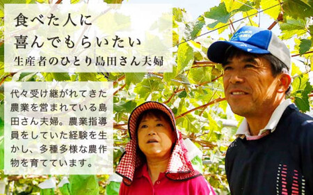 先行受付種無し巨峰 約4kg 8～12房  [おぶせファーマーズ] 【2026年9月上旬～10月中旬発送】 果物 フルーツ ぶどう 葡萄 冷蔵便 クール便 長野県産 信州産 令和8年産［FB-20］