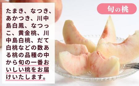[2回定期便] 旬のネクタリン＆旬の桃 約2.6～3kg 食べ比べ 年2回定期便 2026年7月中旬～8月下旬発送［おぶせファーマーズ］ネクタリン 白桃 旬の桃　ルーツ 果物 冷蔵便 クール便 長野県産 信州産 小布施 令和8年産 [F-69]
