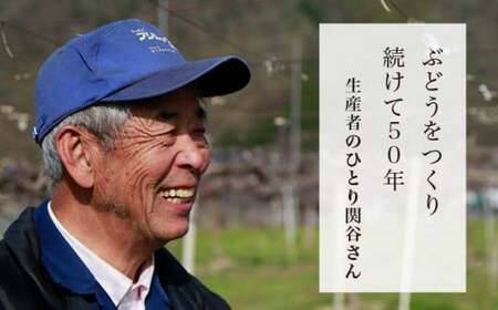 長野県産 種無し巨峰 約1.2kg 2～3房 ［小布施屋］ 果物 フルーツ ぶどう 葡萄  種無し 種なし 令和8年産【2026年9月上旬～10月発送】 ［A-704］