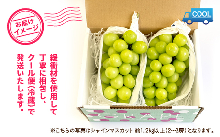 【2026年発送★先行予約】【土日祝配送】産地厳選シャインマスカット1.2kg～1.3kg（2房～3房）※沖縄・離島配送不可※ 106-003-sku02-26y シャインマスカット 発送 笛吹市 山梨県 フルーツ 果物 ぶどう 葡萄 大粒 おすすめ 贈答 ギフト 産地 笛吹 国産 人気 1.2kg 先行
