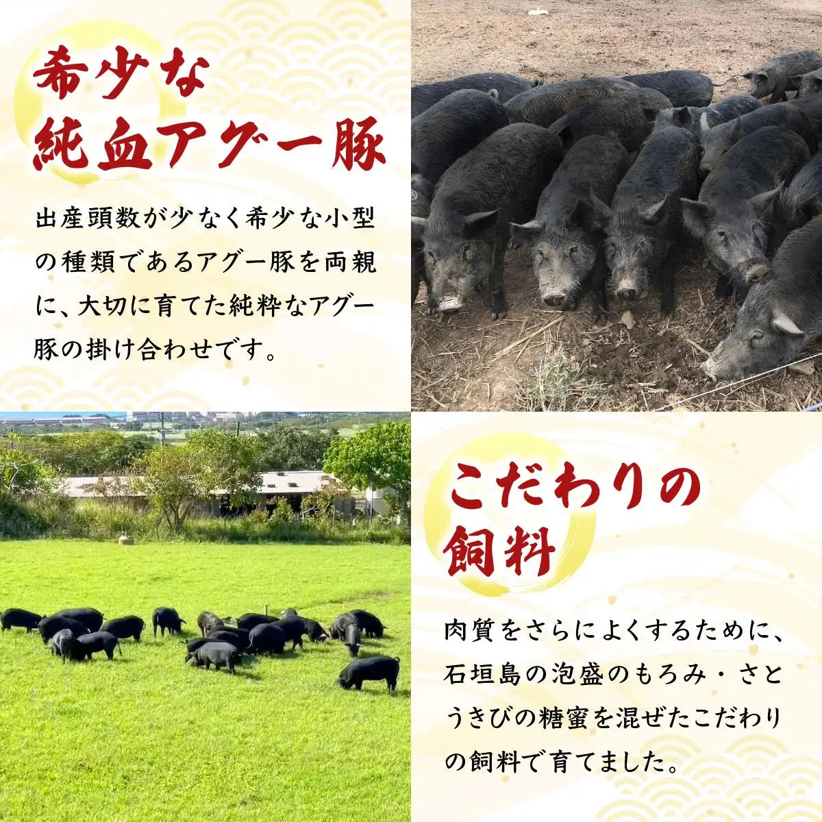 満天アグーお肉ゴロゴロカレー230g×3袋 SM-01