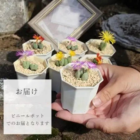 多肉植物6種類コノフィツムセット【配送不可地域：離島】【1663272】