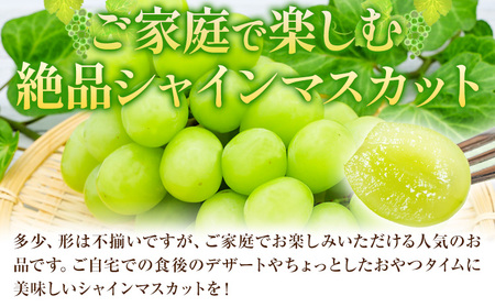 【2026年発送先行予約】ご家庭用 岡山県産 シャインマスカット 1.2kg 2房 3房 晴れの国おかやま館 《2026年9月上旬-10月上旬頃出荷》岡山県 矢掛町 葡萄 マスカット 果物 スイーツ フルーツ デザート【配送不可地域あり】（離島）