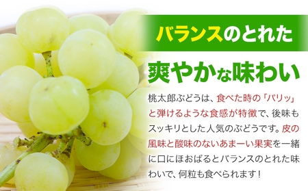 【2026年発送先行予約】岡山県産 桃太郎ぶどう 1.3kg 2房-3房 晴れの国おかやま館 《2026年9月上旬-9月下旬頃出荷》岡山県 矢掛町 葡萄 ぶどう 果物 スイーツ フルーツ デザート【配送不可地域あり】（離島）