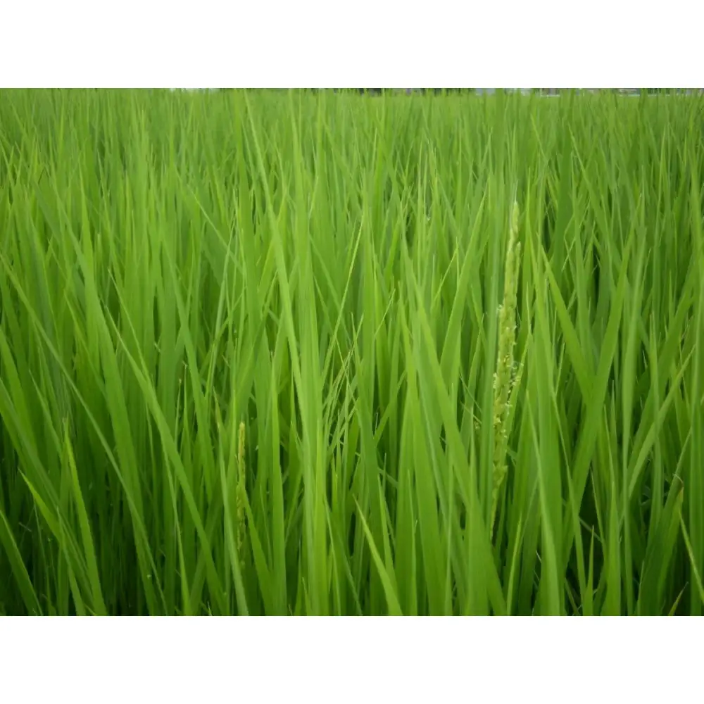 【令和7年産】富山県産こしひかり 育　引越しご挨拶D　白米1kｇ × 2袋セット　《南砺の逸品》