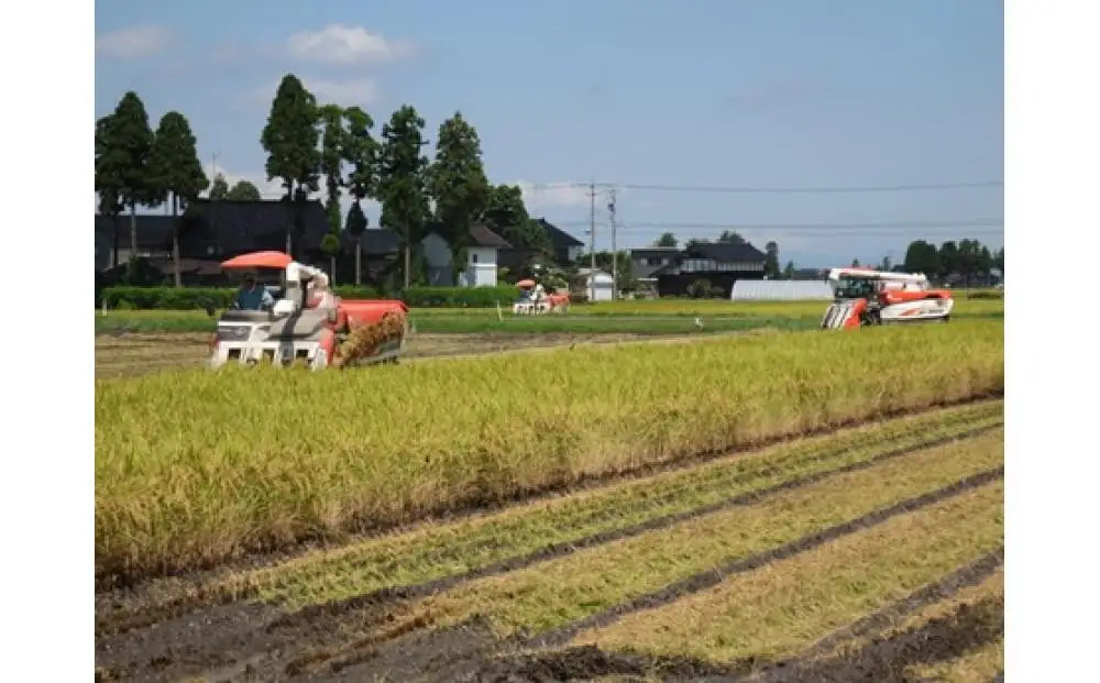 【令和7年産】定期便・12回  富山県産こしひかり 　育（はぐくみ）  白米５kg×２袋《南砺の逸品》