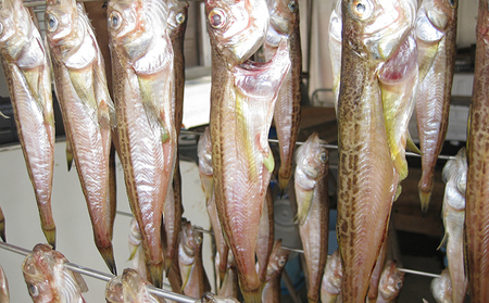ハタハタ（中）干物 一夜干し 450g ×2箱 魚貝類 
