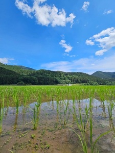 氣米 コシヒカリ 1kg ／ 百姓yukinobu 三重県産 ｺｼﾋｶﾘ こしひかり ふるさと 米 ｺﾒ こめ お米 ごはん 無農薬 有機栽培 度会町 三重米 こだわり 希少 農家直送 農薬不使用 化学肥料不使用 氣米 きまい 白米 精米 新米 人気 国産 自然 共存 ｷﾞﾌﾄ 贈答 贈り物 返礼品 ﾌﾞﾗﾝﾄﾞ米 1kg