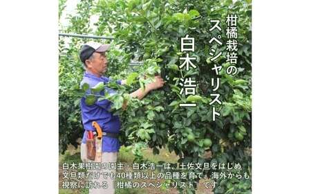 【先行予約】レモン 約3kg 8?15個〈2026年10月下旬?12月上旬頃発送〉  /  璃の香レモン 果物 くだもの 柑橘 フルーツ れもん お取り寄せ 産地直送 おいしい 美味しい 白木果樹園 常温 配送 高知県 高知 土佐市【白木果樹園】 [BQAI025]