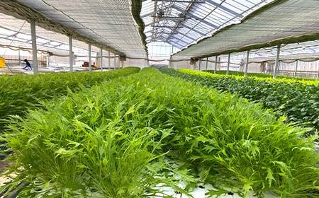サラダや鍋に！水耕栽培の水菜 1kg F6U-281