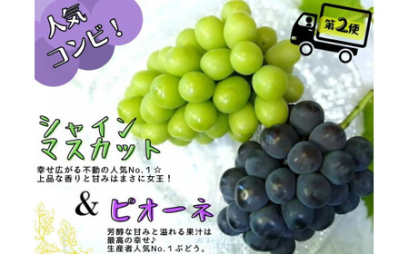 【4回定期便】 シャインマスカット 岡山県産ぶどう シャインマスカット入り定期便 【hfbd-tkb008-02】